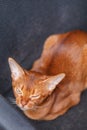 Calm Abyssinian cat sorrel coloring sitting on black chair