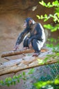 Calm adult chimpanzee playing on tree trunk in enclosure, Loro Parque zoo, Tenerife, Spain