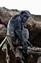 Calm adult chimpanzee sitting on tree trunk in area