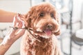 Calm apricot labradoodle at grooming procedure