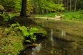 Calm autumn forest river