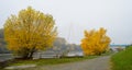 A calm autumn morning, yellow leaves of trees, a river and a bridge in the mist. Royalty Free Stock Photo