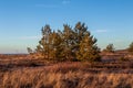 Calm Baltic sea background in golden hour Royalty Free Stock Photo