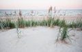 Calm beach with white sand and some plants after summery sunset