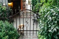 Calm Beagle dog in the courtyard of the house in the summer in the evening behind bars or a fence.