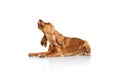 Calm, beautiful, purebred dog, English cocker spaniel lying on floor and licking isolated on white background