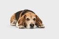 Calm big brown Beagle dog posing isolated over white background.