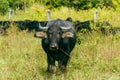 Calm black short-haired bull grazing on pasture.
