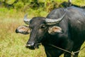 Calm black short-haired bull grazing on pasture.