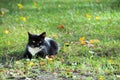 A calm black and white cat