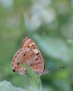 A calm Blue Pansy butterfly & x28;Junonia Orithya& x29; resting on a green leaf.