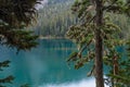 Calm Blue Waters of Mowich Lake with Green Pine Trees Royalty Free Stock Photo