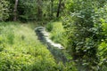 Calm brook flows through a green forest meadow, idyllic nature landscape in spring and summer, copy space