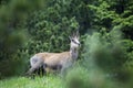 Calm carpathian chamois, rupicapra rupicapra, lying down on a rock in summer mountains. Tranquil chamois resting rock from profile Royalty Free Stock Photo