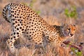 Calm Cheetah stretching in Massai Mara Africa on golden grass