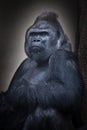 Calm confidence of a seated male gorilla and his powerful hand Royalty Free Stock Photo