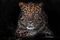 Calm and confident close-up. Far Eastern leopard Dark, black background