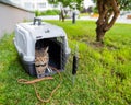 Calm confident gray tabby cat lies in a carrier on green grass outdoors.