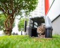 Calm confident gray tabby cat lies in a carrier on green grass outdoors.