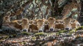 Calm and content cows peacefully lounging under the cooling shade of magnificent oak trees Royalty Free Stock Photo