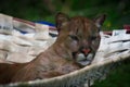 A calm couger watching the action from its hammock Royalty Free Stock Photo