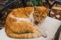 Calm cute not purebred adult orange and white cat resting outdoors laying on chair