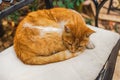 Calm cute not purebred adult orange and white cat resting outdoors laying on chair
