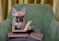 A calm bulldog dog reads a book carefully, posing while reading in a cozy green armchair. Royalty Free Stock Photo