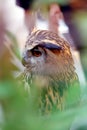 Elegance Owl