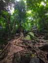 Calm environment scenery commonly seen in hiking trail in Malaysia rain forest