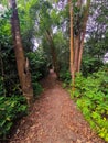 Calm environment scenery commonly seen in hiking trail in Malaysia rain forest