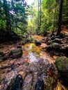 Calm environment scenery commonly seen in hiking trail in Malaysia rain forest