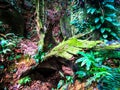 Calm environment scenery commonly seen in hiking trail in Malaysia rain forest