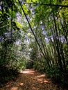 Calm environment scenery commonly seen in hiking trail in Malaysia rain forest