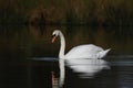 Tranquil Beauty : A Swan\'s Graceful Glide on Still Waters