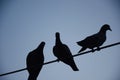 Calm Flock at Dawn Royalty Free Stock Photo