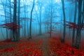 Calm foggy forest during autumn day