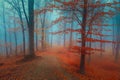 Calm foggy forest during autumn day