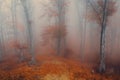 Calm foggy forest during autumn day