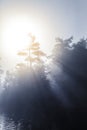 Calm Foggy Lake in the Morning