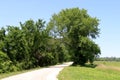 A calm gravel dirt road running through lush green trees lined with grass with a bright blue sky above perfect for seasonal Royalty Free Stock Photo