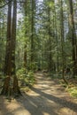 Calm hiking trail with pine trees at lynn canyon park