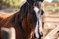 Calm, horse and portrait outdoor on farm, countryside or nature in summer with animal in agriculture or environment