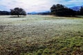 Calm icey foggy grassy meadow landscape Royalty Free Stock Photo