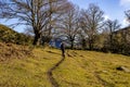 Calm image of a narrow path through a beautiful green meadow with some leafless trees in the background Royalty Free Stock Photo