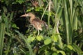 Indian Pond heron bird perched on a tree branch in Ranganathittu bird sanctuary. Royalty Free Stock Photo