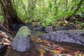 calm jungle stream flowing through the rainforest