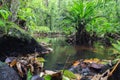 calm jungle stream flowing slowly through the rainforest