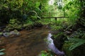 Calm jungle stream in the rainforest creek