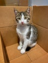 Calm kitten sitting inside a box looking at camera with curiosity. Royalty Free Stock Photo